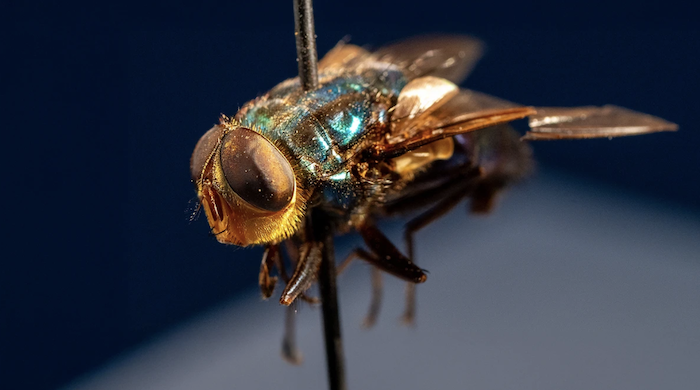screwworm