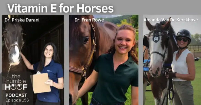 Vitamin E for Horses