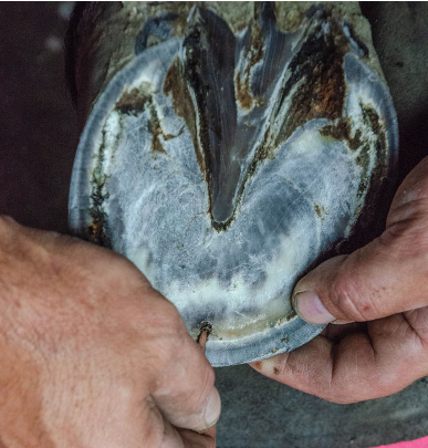 Mike Hayward investigates a seedy toe insult to determine its severity.