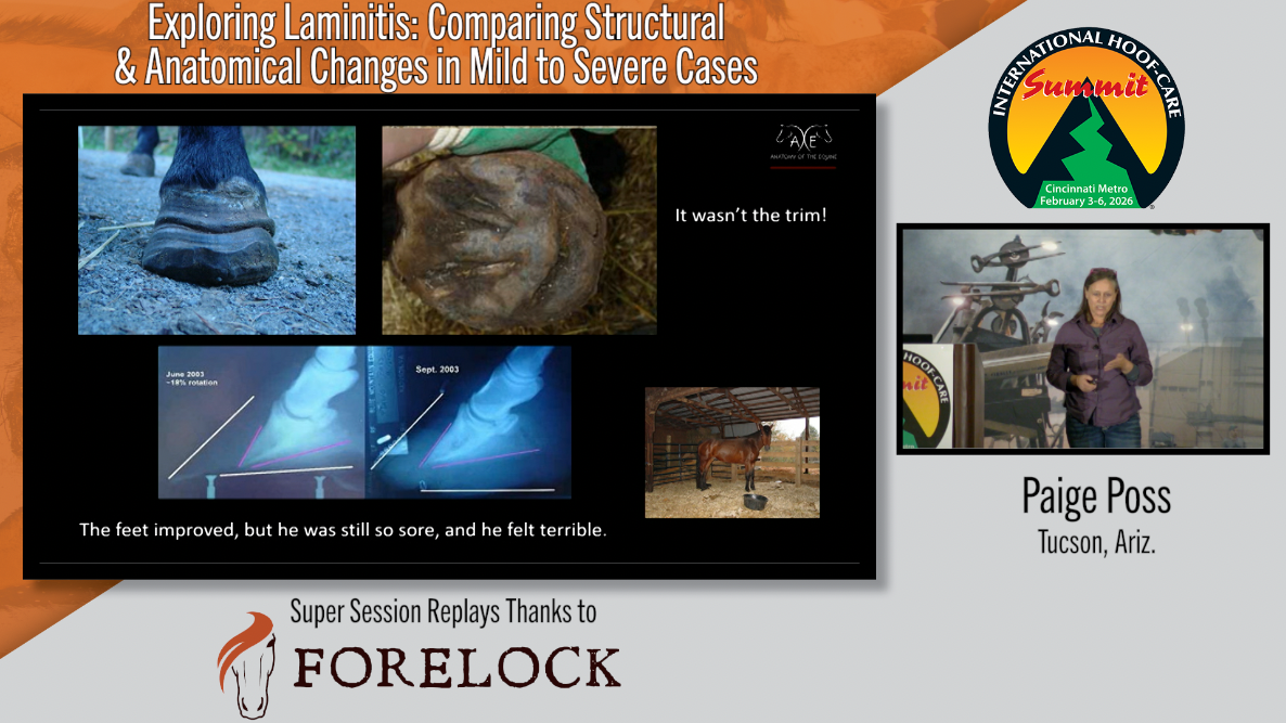 Equine-Lameness-The-Intersection-of-the-Veterinarian-Farrier-Relationship.png