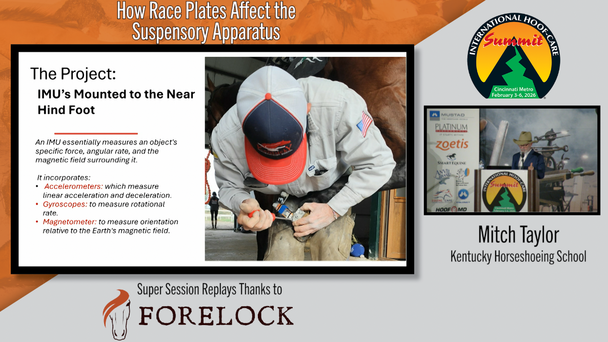 Hoof-Impact-and-Foot-Off-Accelerations-in-Galloping-Thoroughbred-Racehorses.png