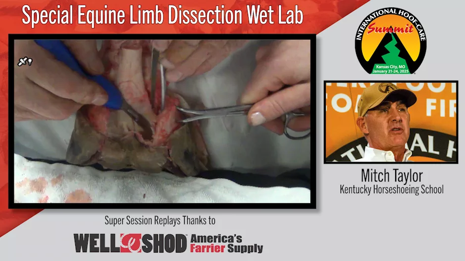 Special Equine Limb Dissection Wet Lab.png