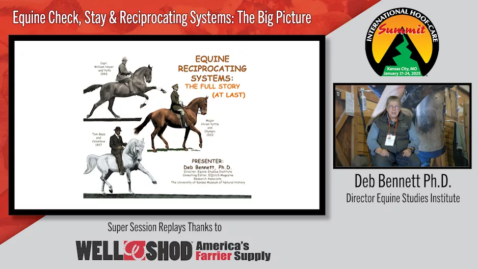 Equine Check, Stay & Reciprocating Systems- The Big Picture.png