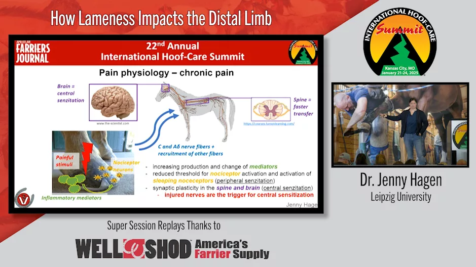 How Lameness Impacts the Distal Limb.png