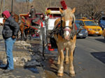 New York City carriage horse