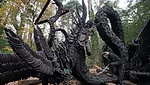 Horseshoe dragon Dragon