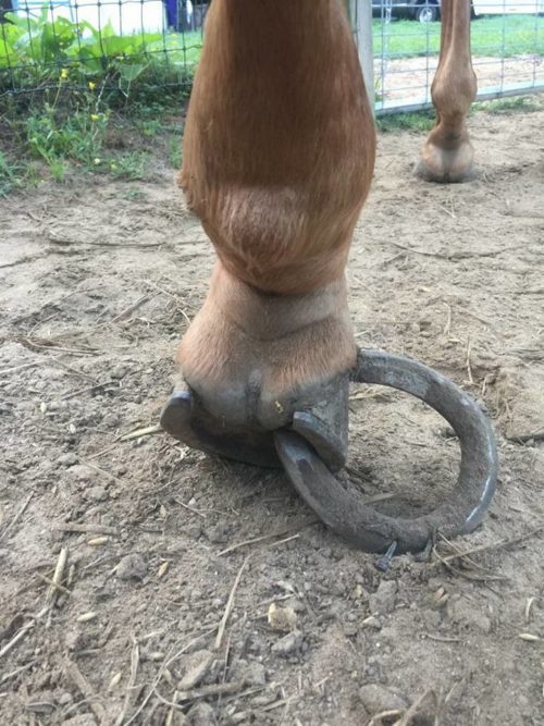 horseshoe embedded in hoof