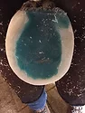 vettec 2.