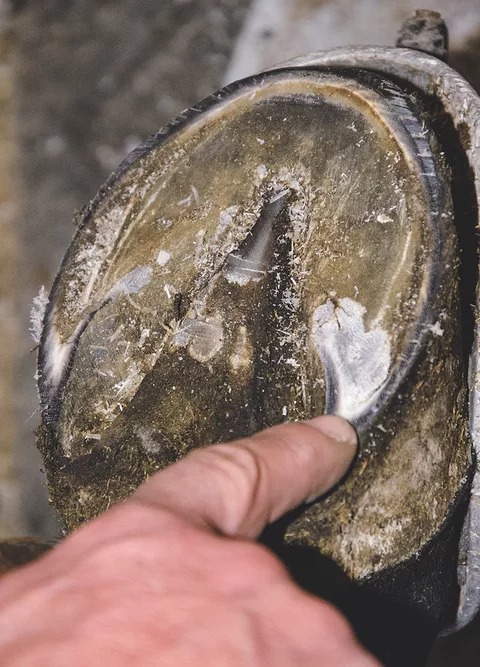 farrier tip 011119