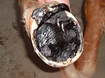 sore hooves..