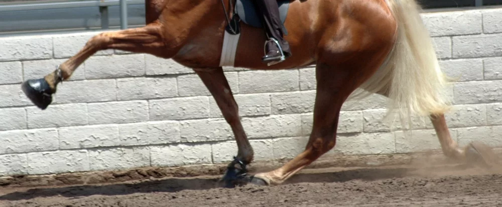 Tennessee Walking Horse
