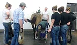 Kwantlen farrier program Kwantlen farrier program