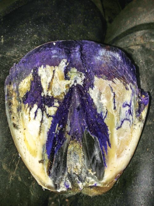 gentian violet