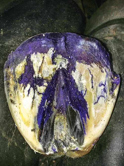 gentian violet