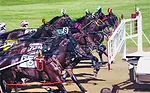 Harness racing