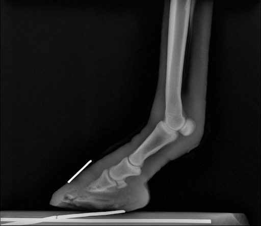 Orrie Left Hind Radiograph