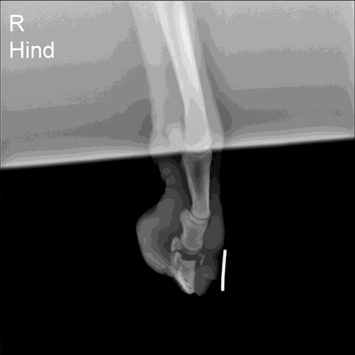 Ossie Right Hind Radiograph
