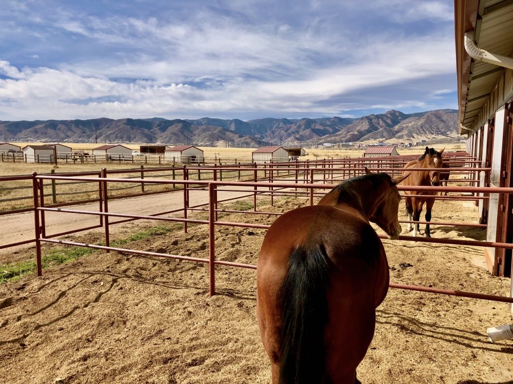 Horses Colorado