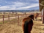 Horses Colorado