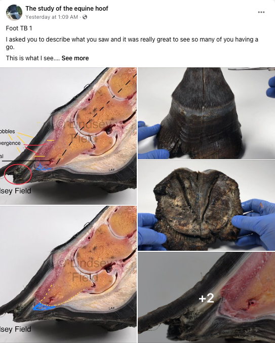 Study of the Equine Foot