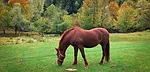 equine-laminitis-banner.jpg