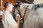 Sedate Horse.jpg Sedate Horse.jpg