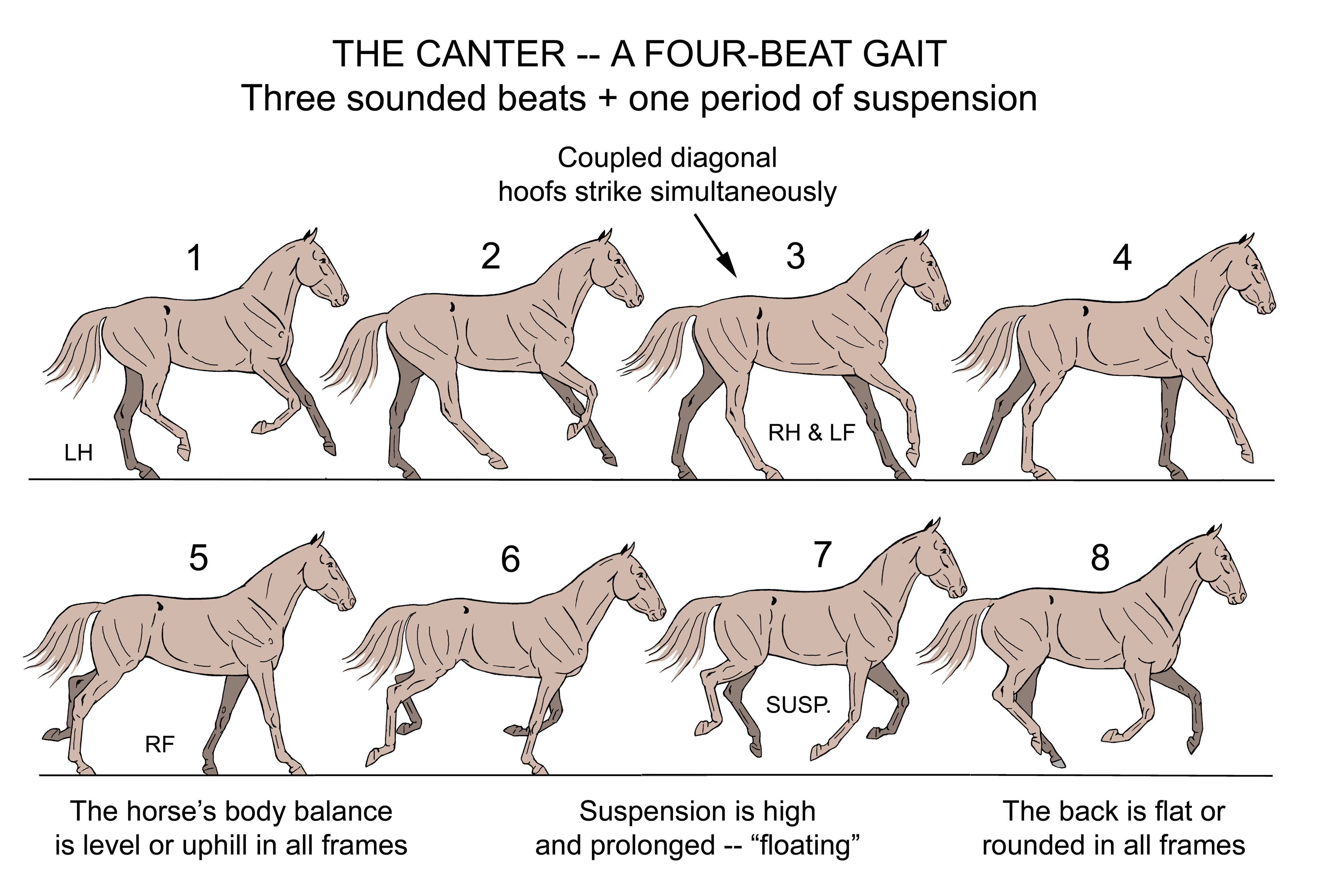 Fig 02 Canter correct cadence gait seq sm.jpg