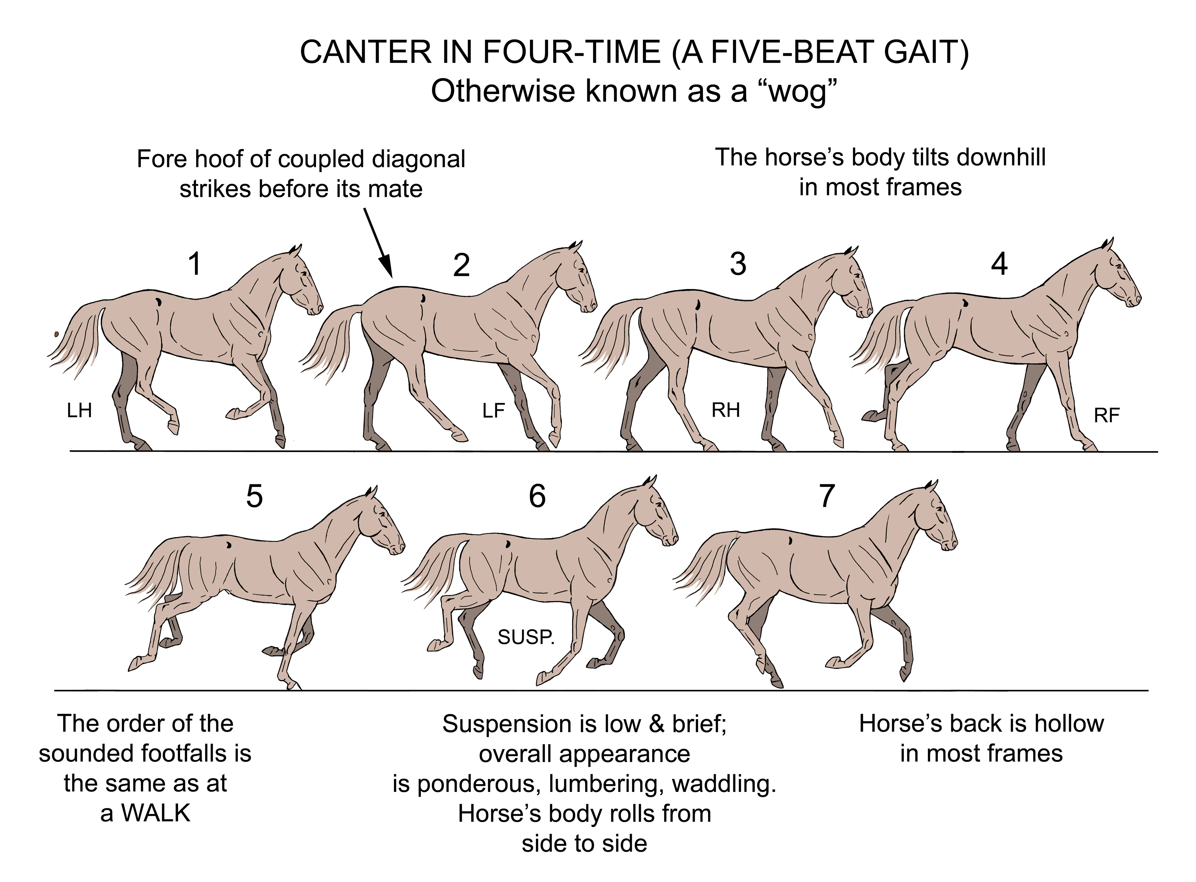 Fig 03 Canter Four Beat gait seq sm.jpg