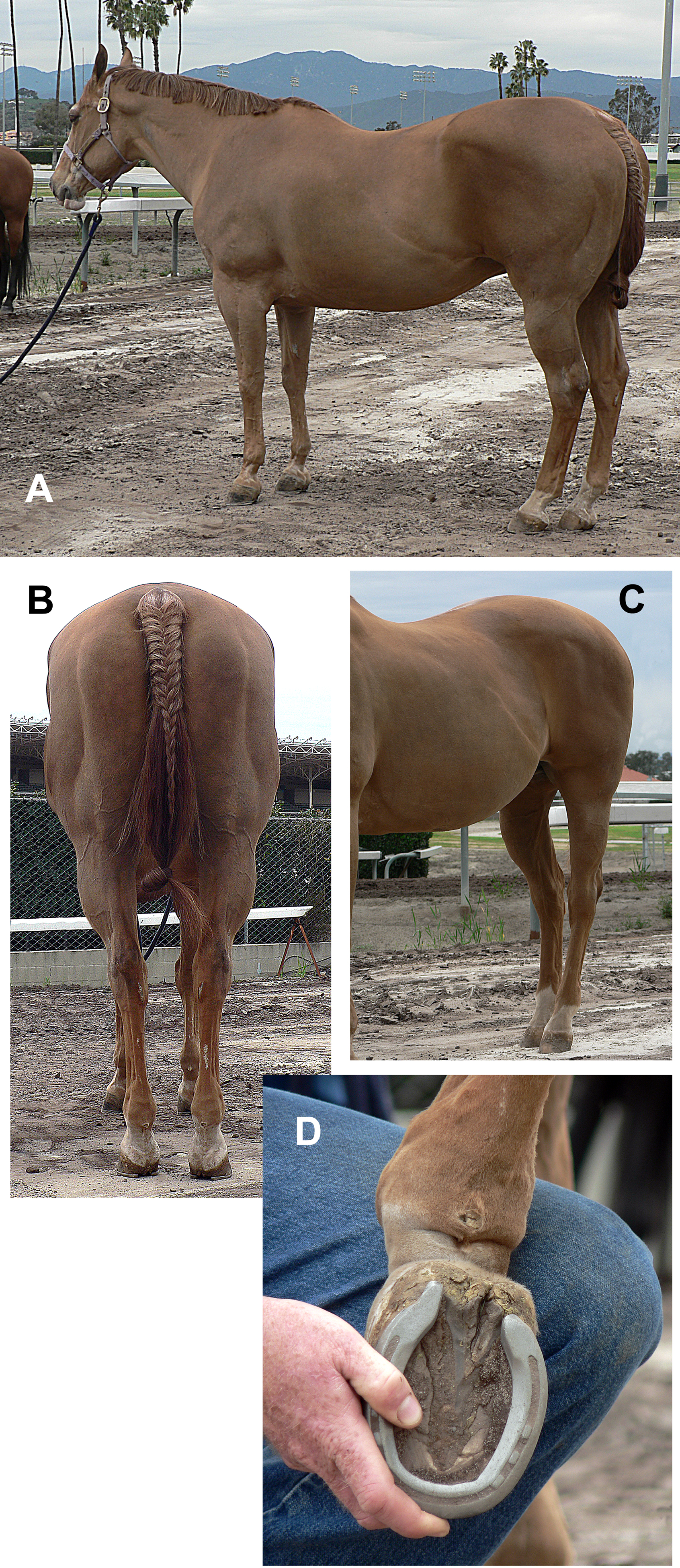 Fig 07 QH Mare Trailers Clubby Short Contrax sm.jpg