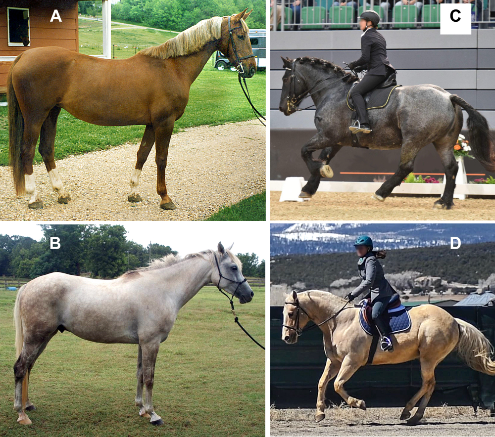 Fig 11 Difficult to Canter Conformation sm_web.jpg