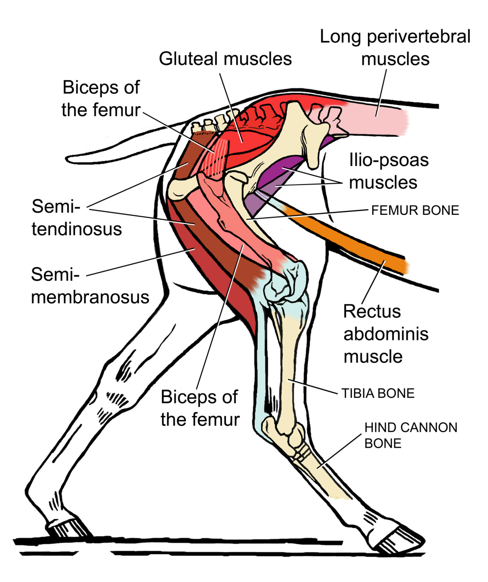 Fig 03 Hindlimb Muscles of propulsion Horse sm_2.jpg