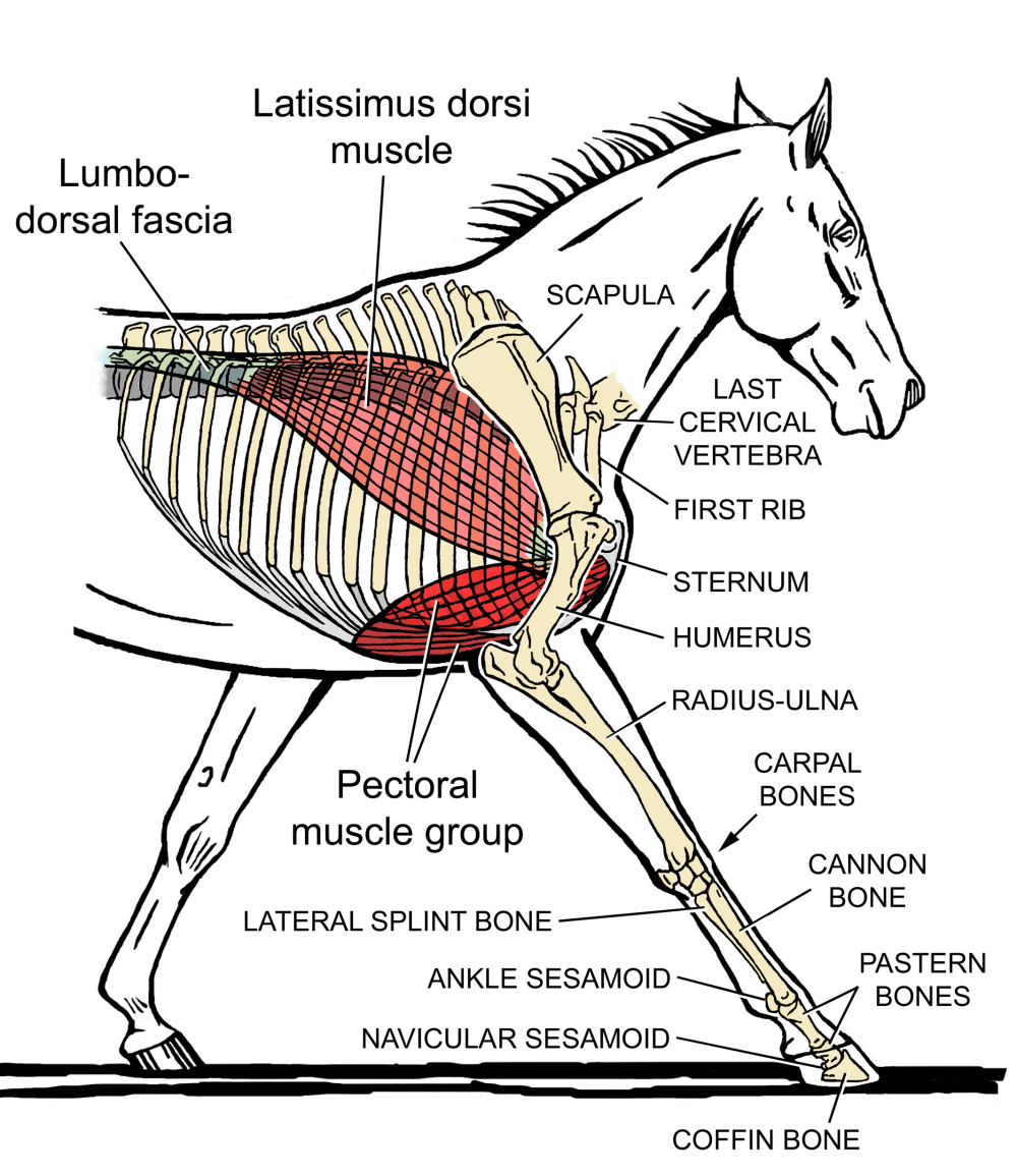 Fig 04 Forelimb Propulsive Muscles sm_2.jpg