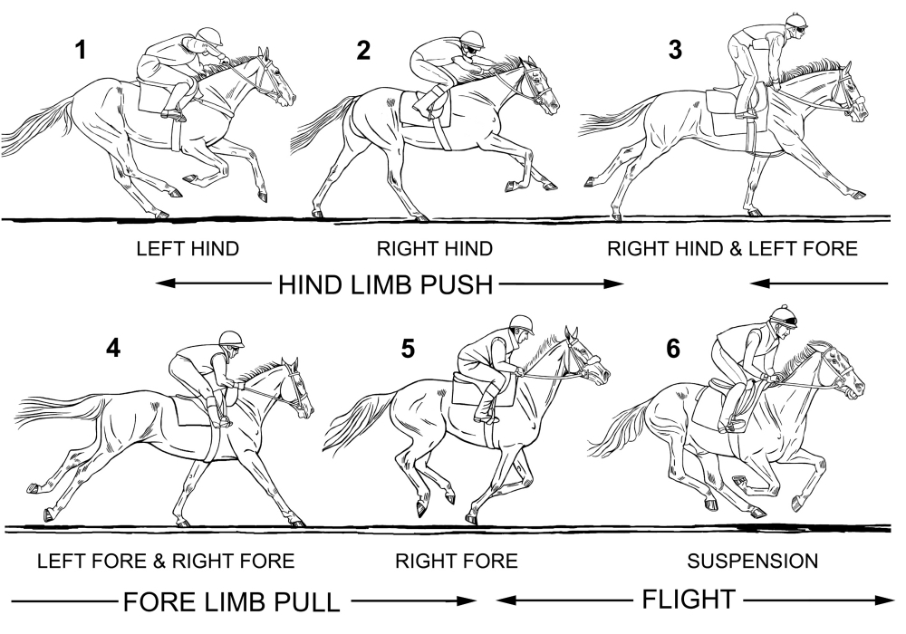 Fig 07 Gallop SEQ Ordinary Gallop X5 sm_2.jpg