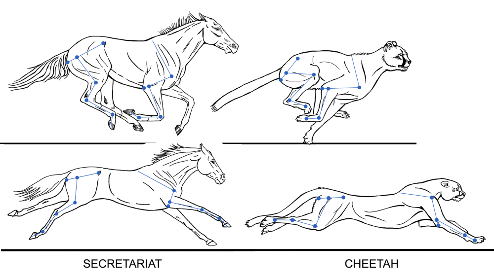 Fig 09 Gallop Secretariat vs Cheetah sm_2.jpg