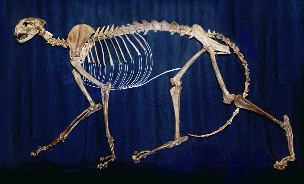 Fig 10 American Cheetah Skeleton Natural Trap sm_2.jpg