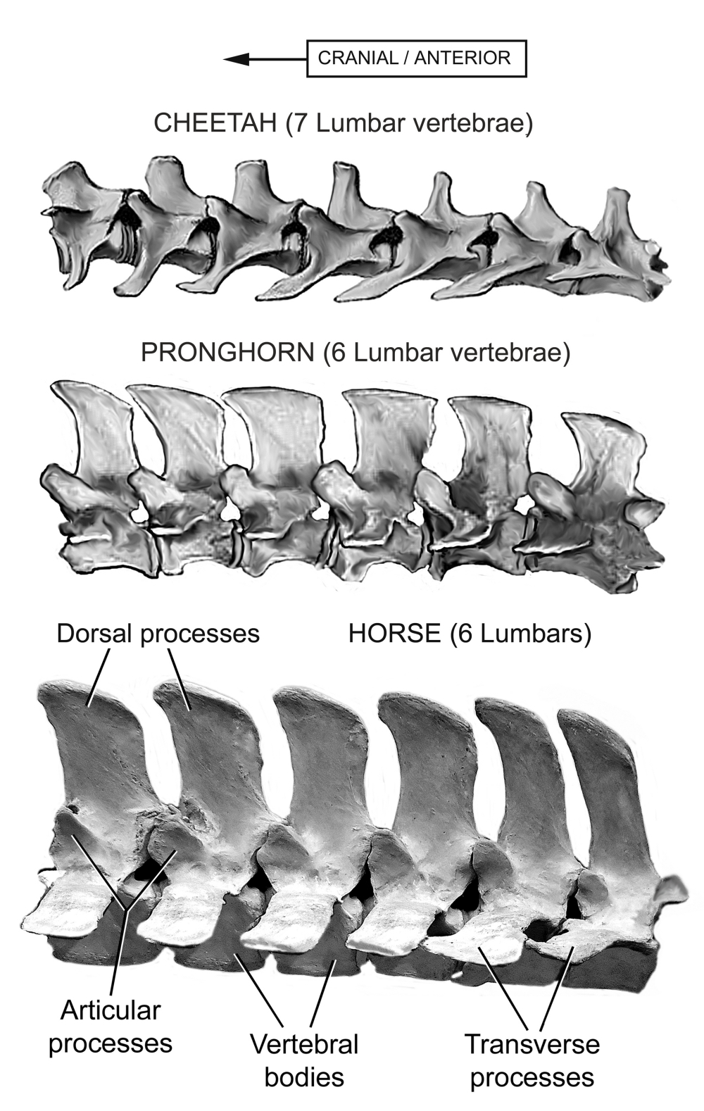 Fig 11 Lumbar Vertebrae Cheetah Pronghorn Horse sm_2.jpg