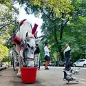 Carriage horse.jpg