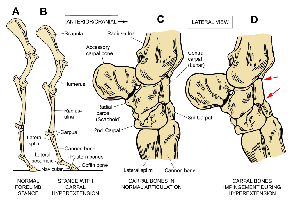 Fig 02 Anatomy bones carpal hyperextension sm2.jpg