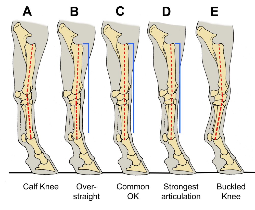 Fig 08 Calf knee bucked knee spectrum sm2.jpg