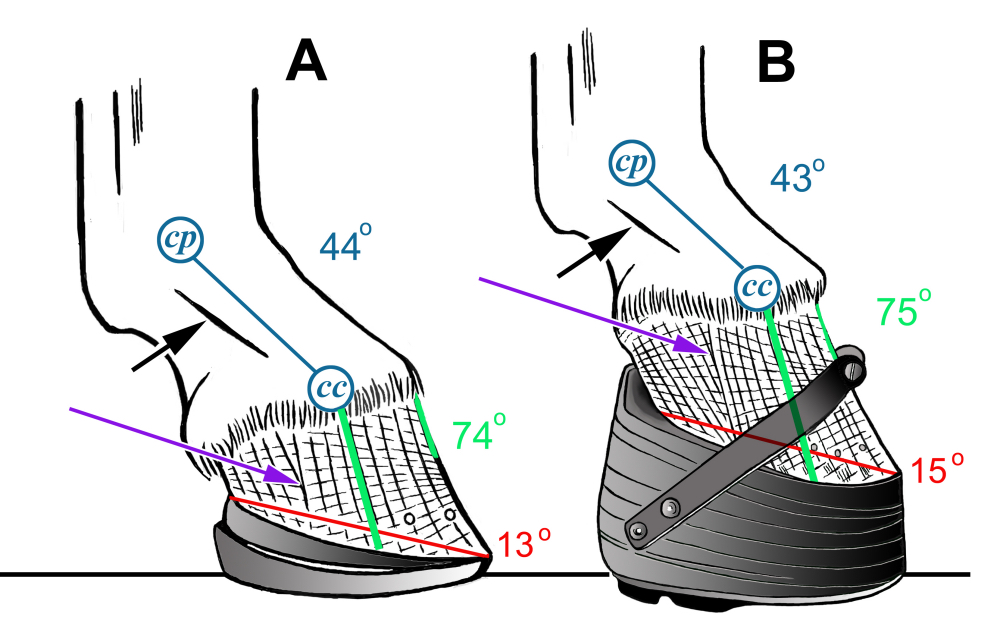 Fig 11 Effect of wedging up the heel sm2.jpg
