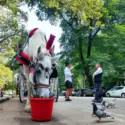 Carriage horse.jpg