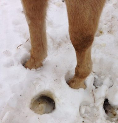 Winter hooves