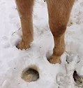 Winter hooves