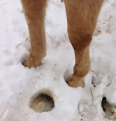 Winter hooves