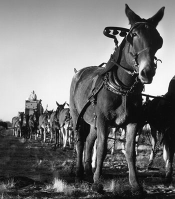 Last-Harrah-1-BW1.jpg