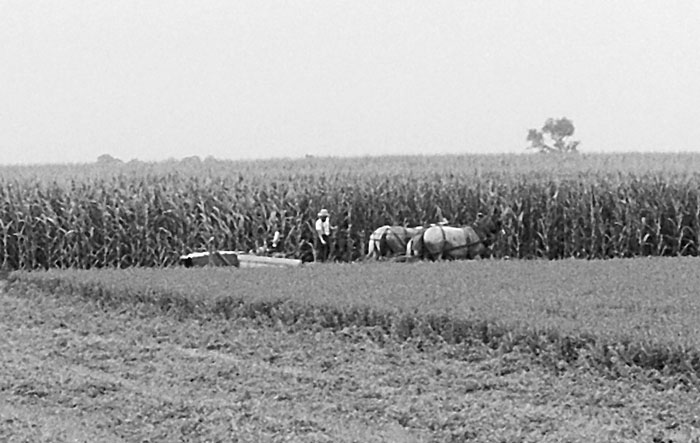 Amish-2.jpg
