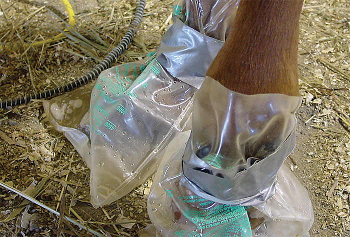 Yeezo Horse Soaking Boot Hoof Soaker Bag Horse Wrapped Soak Treatment Bags for Thrush & Bacterial Infection Treating