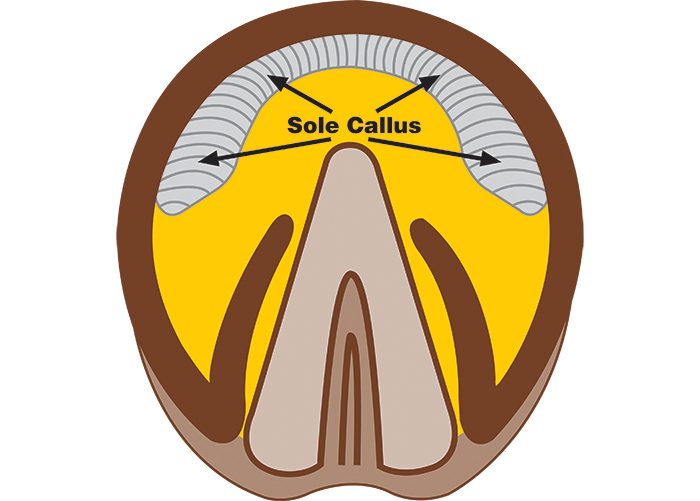 Proper Hoof Trimming And Placing Of Natural Balance Shoes Is Essential
