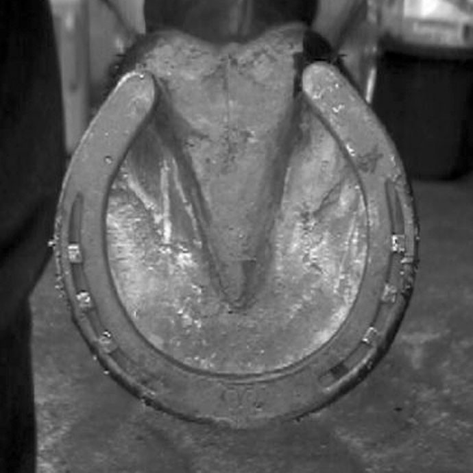 A Farrier's Viewpoint Natural Balance vs. Conventional Shoeing 2003