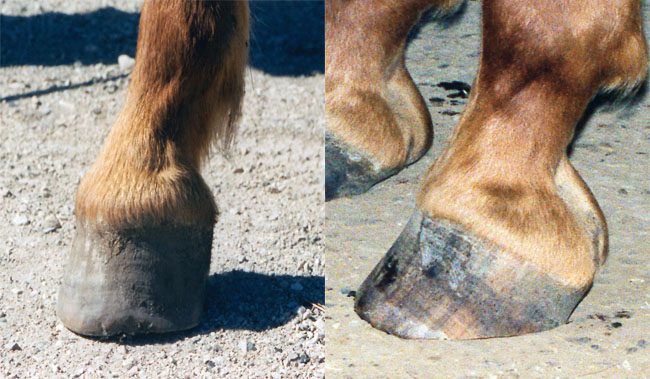 Frequent Trips Aid Club Foot American Farriers Journal